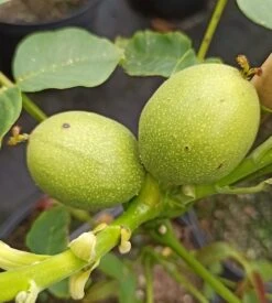 Zwerg-Walnuss Juglans Regia Var. Fertilis -Pflanzen Verkäufe Zwergwalnuss3