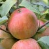 Zwergapfel `Alkmene´ Malus Domestica `Alkmene -Pflanzen Verkäufe alkmene