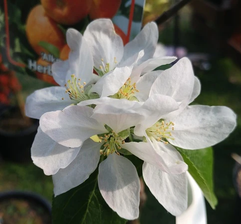 Alkmene Malus Domestica 6 Alkmene Malus Domestica - Image 4