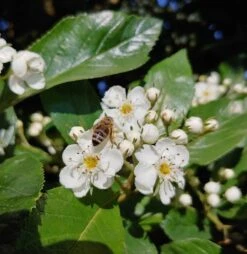 Apfeldorn Crataegus Lavallei `Carrierei´ -Pflanzen Verkäufe apfeldorn 1