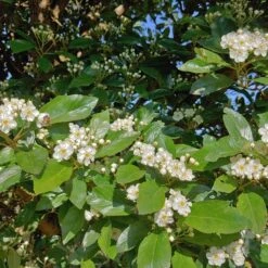 Apfeldorn Crataegus Lavallei `Carrierei´ -Pflanzen Verkäufe apfeldorn 2