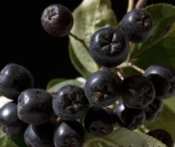 Aronia- Apfelbeere Nero Aronia Prunifolia `Nero´ -Pflanzen Verkäufe aronia nero 600x600