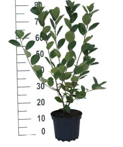 Aronia- Apfelbeere Nero Aronia Prunifolia `Nero´ -Pflanzen Verkäufe aronia neroiiPvXE42DygxM