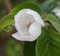 Tafelquitte Ayva® - Süßquitte, Kann Roh Verzehrt Werden Cydonia `Ayva´ -Pflanzen Verkäufe ayva bl te