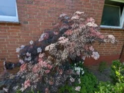 Holunder Black Lace ® Sambucus Nigra `Black Lace´ -Pflanzen Verkäufe black lace6