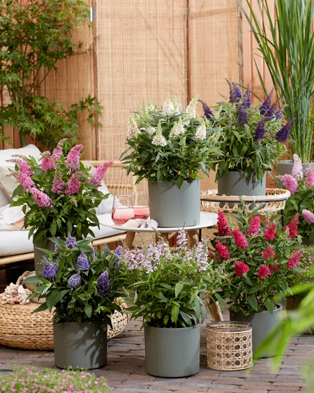 Schmetterlingsflieder Butterfly Candy® (versch. Farben) Buddleja Davidii 3 Schmetterlingsflieder Butterfly Candy® (versch. Farben) Buddleja Davidii