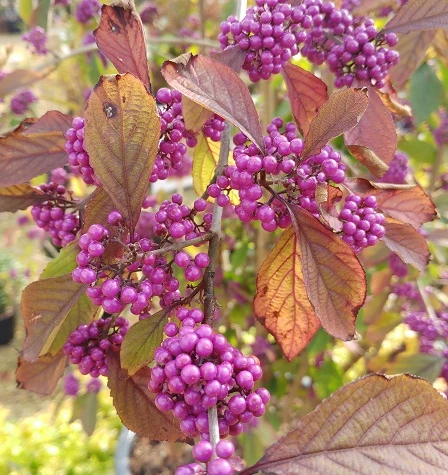 Schönfrucht, Liebesperlenstrauch Callicarpa Bodinieri `Profusion´ 6 Schönfrucht, Liebesperlenstrauch Callicarpa Bodinieri `Profusion´ - Image 4