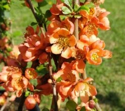 Nordische Zitrone, Zierquitte `Cido´ Chaenomeles Japonica `Cido´ -Pflanzen Verkäufe cido 1