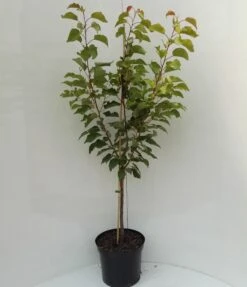 Kompakt Wachsende Aprikose `CompactaⓇ´ Prunus Armeniaca `Compacta´ -Pflanzen Verkäufe compacta