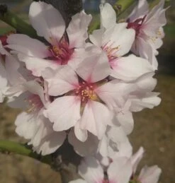 Dürkheimer Krachmandel Prunus Dulcis `Dürkheimer Krachmandel´ -Pflanzen Verkäufe d rkheimer