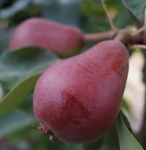 Säulenbirne `Decora´ Pyrus Communis `Decora´ 4 Säulenbirne `Decora´ Pyrus Communis `Decora´ - Image 2