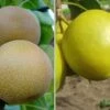 Duo-Nashibaum, Nijiseiki & Kosui Pyrus Pyrifolia -Pflanzen Verkäufe duo nashi