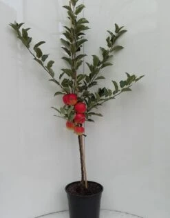 Elstar ® Malus Domestica -Pflanzen Verkäufe elstar bscuhbaum