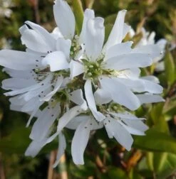 Felsenbirne Smoky Amelanchier Alnifolia Smoky -Pflanzen Verkäufe felsenbirne ballerina 1