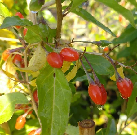 Goji / Chinesische Wolfsbeere `Big Lifeberry´ Lycium Barbarum `Big Lifeberry´ 3 Goji / Chinesische Wolfsbeere `Big Lifeberry´ Lycium Barbarum `Big Lifeberry´ - Image 2