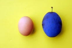 Haganta (S) Prunus Domestica `Haganta´ -Pflanzen Verkäufe haganta12