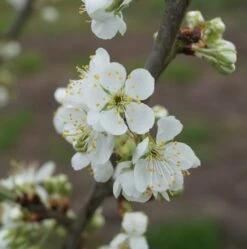 Hanita ® Prunus Domestica `Hanita -Pflanzen Verkäufe hanita bl te