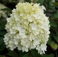 Rispenhortensie `Bobo®´ Hydrangea Paniculata `Bobo´ -Pflanzen Verkäufe hortensie bobo1