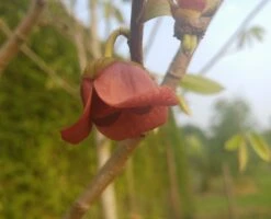 Veredelte Indianerbanane (Paw Paw) `Shenandoah®´ Asimina Triloba `Shenandoah´ -Pflanzen Verkäufe indianaerbanane bl te5af9967b504ef