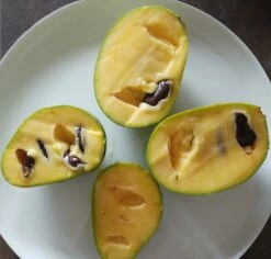 Indianerbanane (Halbstamm 160-180cm) Asimina Triloba -Pflanzen Verkäufe indianerbanane frucht aufgeschnittengmEN4ZYFNT7IC