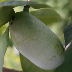 Veredelte Indianerbanane (Paw Paw) `Prima 1216´ Asimina Triloba `Prima 1216´ -Pflanzen Verkäufe indianerbanane43