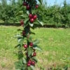 Säulensauerkirsche `Jachim´ Prunus Cerasus `Jachim´ -Pflanzen Verkäufe jachim3