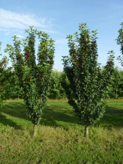 Säulensauerkirsche `Jachim´ Prunus Cerasus `Jachim´ -Pflanzen Verkäufe jachim4