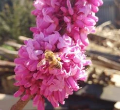 Judasbaum Cercis Siliquastrum -Pflanzen Verkäufe judasbaum mit biene 3UmROOMoGkmKP3