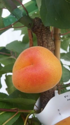 Aprikose Kioto ® Halbstamm Prunus Armeniaca `Kioto´ -Pflanzen Verkäufe kioto 3