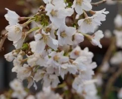 Zwerg-Zierkirsche `Kojou-no-mai´ Prunus Incisa `Kojou-no-mai´ -Pflanzen Verkäufe kojou no mai2