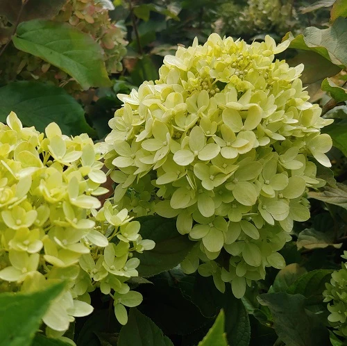 Rispenhortensie `Little Lime®´ Hydrangea Paniculata `Little Lime´ 4 Rispenhortensie `Little Lime®´ Hydrangea Paniculata `Little Lime´ - Image 2