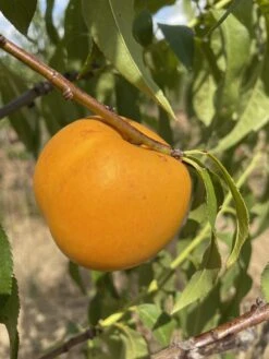 Honig-Nektarine `Bellarina´ Prunus Nucipersica `Bellarina´ -Pflanzen Verkäufe nektarine bellarina frucht