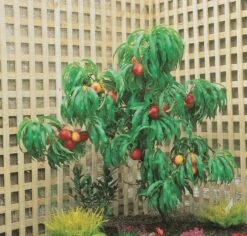 Zwergnektarine `Rubis® Necta ZeeⓈ´ Prunus Nucipersica 8 Zwergnektarine `Rubis® Necta ZeeⓈ´ Prunus Nucipersica -Pflanzen Verkäufe nektarine necta zee rubis baum