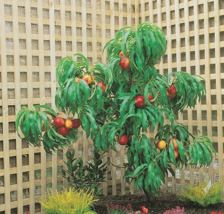 Zwergnektarine `Rubis® Necta ZeeⓈ´ Prunus Nucipersica 5 Zwergnektarine `Rubis® Necta ZeeⓈ´ Prunus Nucipersica - Image 3