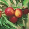 Zwergnektarine `Rubis® Necta ZeeⓈ´ Prunus Nucipersica -Pflanzen Verkäufe nektarine necta zee rubis fruechte