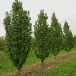 Säulen-Pfirsich `Ellora´ Prunus Persica `Ellora´ -Pflanzen Verkäufe pfirsich ellora baeume