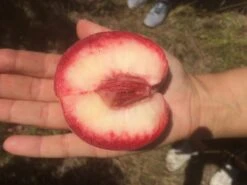 Säulen-Pfirsich `Ellora´ Prunus Persica `Ellora´ -Pflanzen Verkäufe pfirsich ellora frucht1