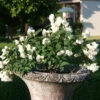 Zwerg-Gartenjasmin `Little White Love´ Philadelphus Coronarius -Pflanzen Verkäufe philadelphus little white love 3
