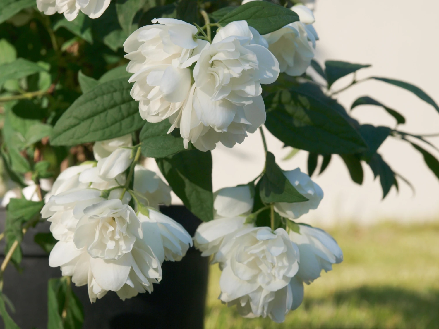 Zwerg-Gartenjasmin `Little White Love´ Philadelphus Coronarius 4 Zwerg-Gartenjasmin `Little White Love´ Philadelphus Coronarius - Image 2