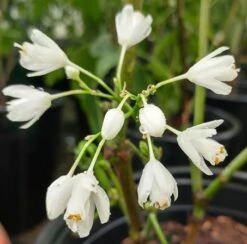 Rispen-Pimpernuss Staphylea Pinnata -Pflanzen Verkäufe pimpernuss2