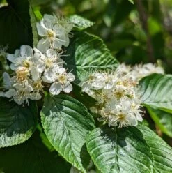 Erlenblättrige Eberesche `Red Bird´ Sorbus Alnifolia `Red Bird´ -Pflanzen Verkäufe red bird 2