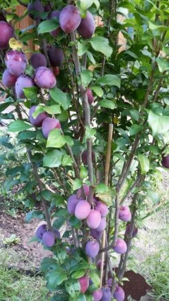 Rote Säulen-Mirabelle `Ruby´ Wurzelnackt Prunus Domestica Subsp. Syriaca `Ruby´ -Pflanzen Verkäufe ruby2a0Cx9InYDY0Pl