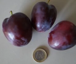 Rote Säulen-Mirabelle `Ruby´ Wurzelnackt Prunus Domestica Subsp. Syriaca `Ruby´ -Pflanzen Verkäufe ruby3