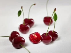 Achat Ⓢ Prunus Cerasus `Achat´ -Pflanzen Verkäufe sauerkirsche achat ggmc5Q8G1QL1D9