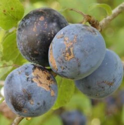 Haferschlehe Halbstamm Wurzelnackt Prunus Domestica Susp. Insititia