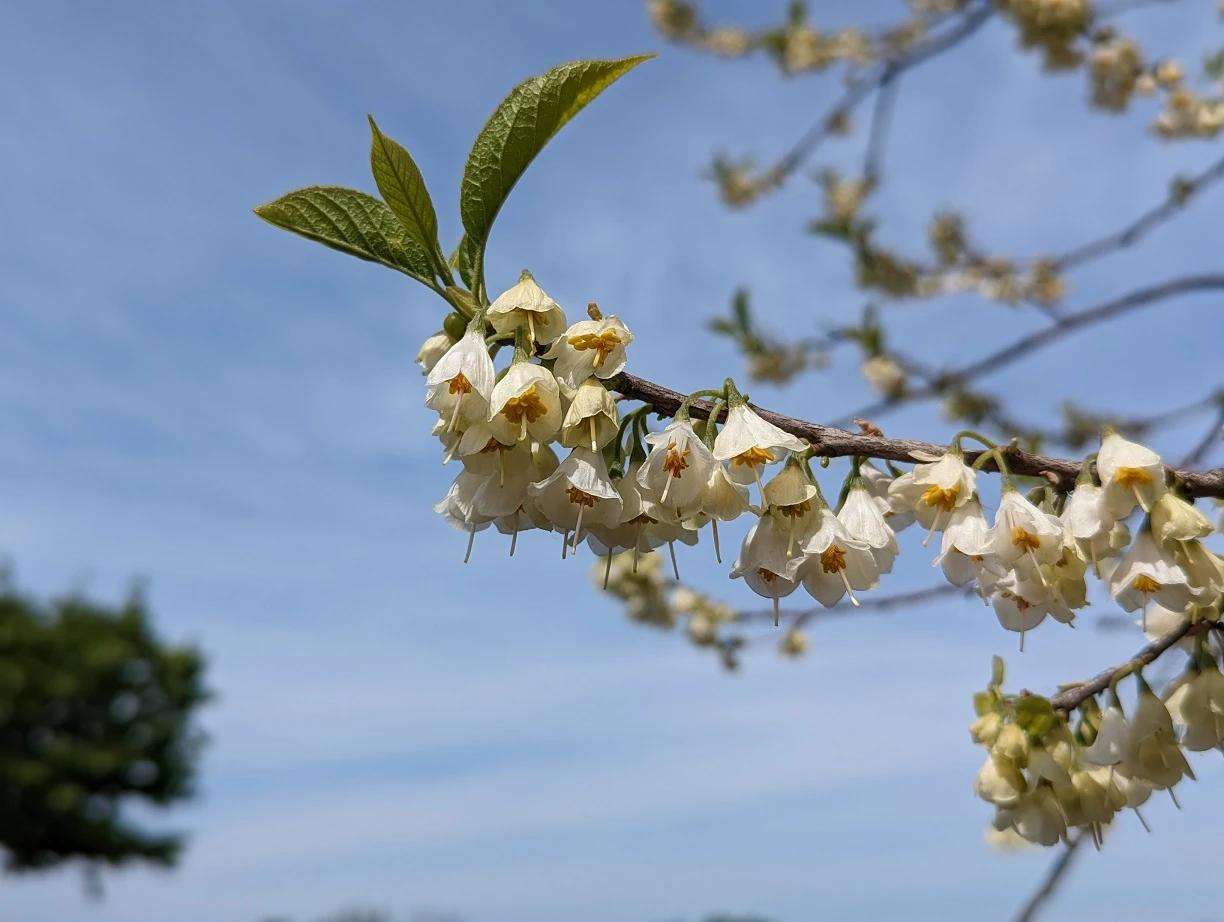Schneeglöckchenbaum Halesia Carolina 5 Schneeglöckchenbaum Halesia Carolina - Image 3