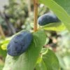 2er-Set Sibirische Blaubeeren `Wojtek´und `Zojka´ Lonicera Kamtschatica -Pflanzen Verkäufe sibirische Blaubeere fruchtciCSoDR0iiulH