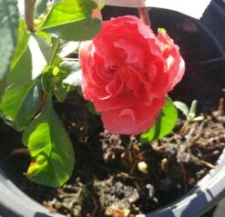 Zierquitte `Pink Storm´ Chaenomeles Japonica `Pink Storm´ -Pflanzen Verkäufe zierquitte chaenomeles pink storm