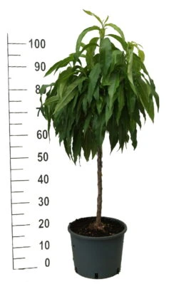 Zwergpfirsich `Bonanza´ Prunus Persica -Pflanzen Verkäufe zwergpfirsich weiss