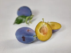 Haganta (S) Prunus Domestica `Haganta´ -Pflanzen Verkäufe zwetschge haganta g